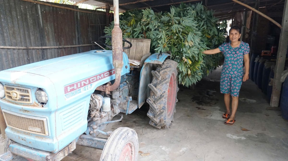 Người chăn nuôi Tây Ninh tận dụng lá sắn (mì) làm thức ăn cho đàn vật nuôi. Ảnh: Trần Trung. Người chăn nuôi Tây Ninh tận dụng lá sắn (mì) làm thức ăn cho đàn vật nuôi. Ảnh: Trần Trung.