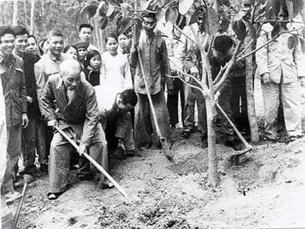 Bác Hồ trồng cây đa tại xã Vật Lại, huyện Ba Vì (cũ) đầu năm 1969. Ảnh: TL.