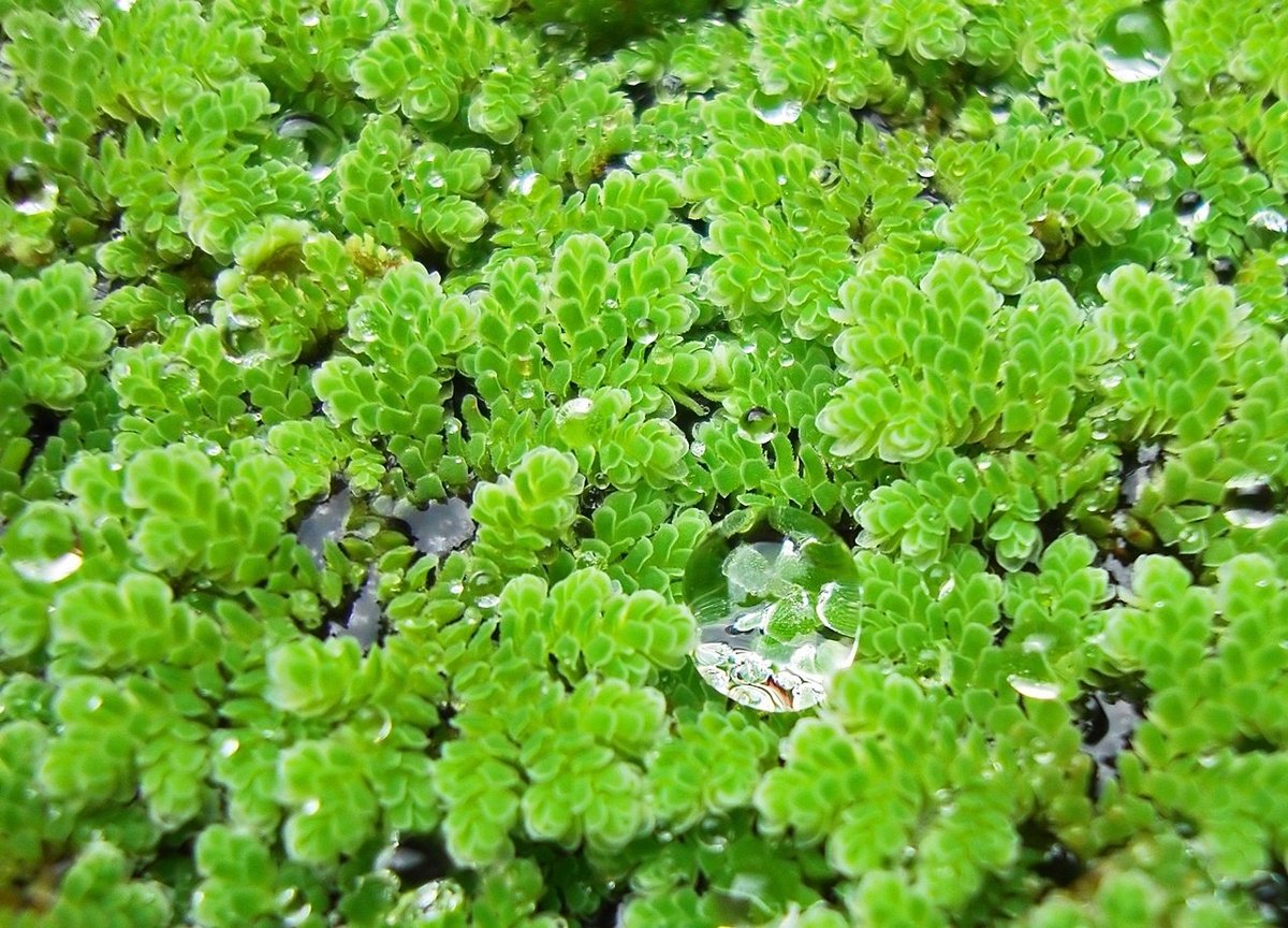 Bèo hoa dâu thể hiện khả năng hấp thu CO2 đáng kinh ngạc, vượt trội so với nhiều hệ sinh thái tự nhiên khác. Bèo hoa dâu thể hiện khả năng hấp thu CO2 đáng kinh ngạc, vượt trội so với nhiều hệ sinh thái tự nhiên khác.
