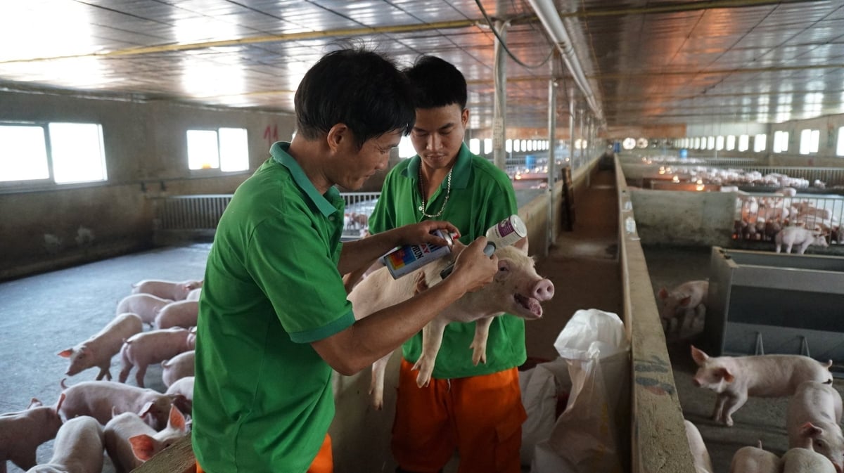 Trang trại anh Phong chủ động các giải pháp phòng chống dịch tả heo Châu Phi. Ảnh: Trần Trung. Trang trại anh Phong chủ động các giải pháp phòng chống dịch tả heo Châu Phi. Ảnh: Trần Trung.