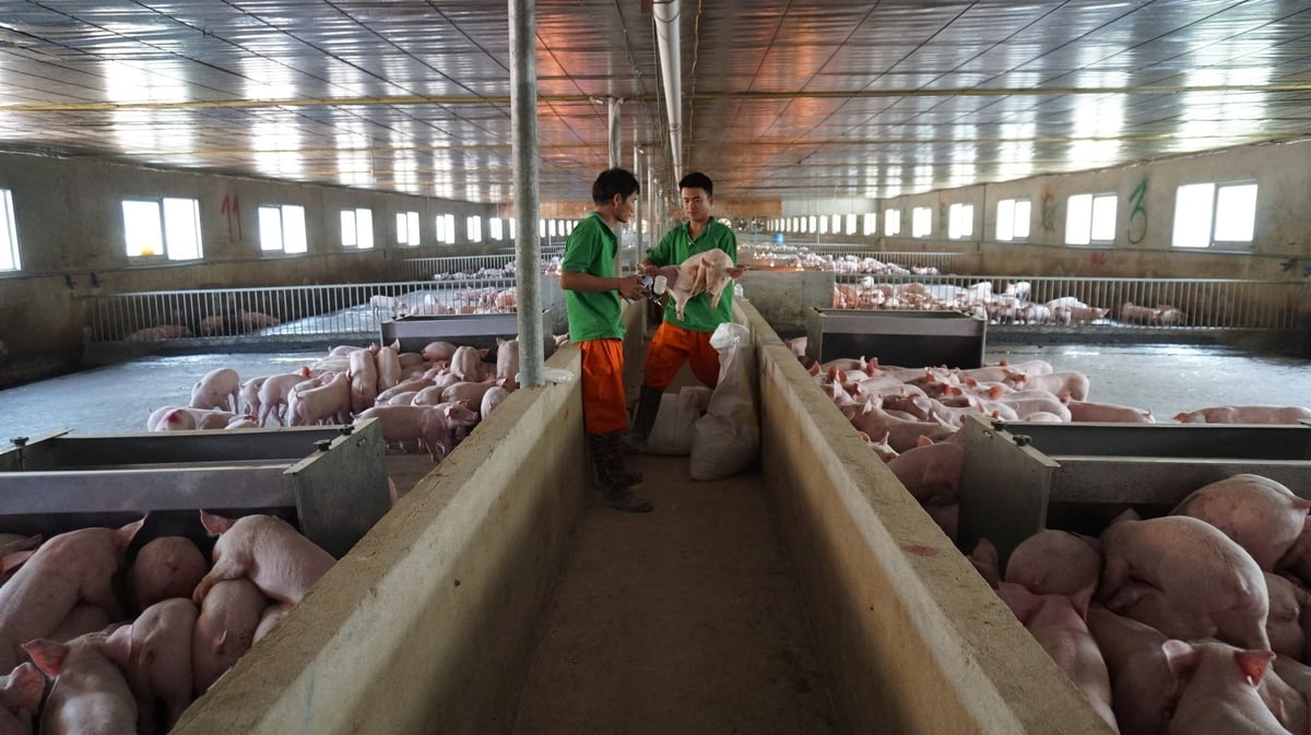 Trang trại heo công nghệ cao của anh Phong. Ảnh: Trần Trung. Trang trại heo công nghệ cao của anh Phong. Ảnh: Trần Trung.
