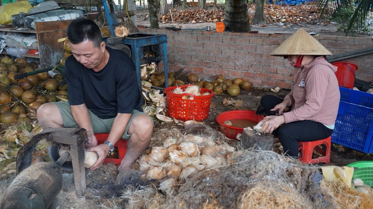 Cơ sở sơ chế dừa tươi của HTX Dừa Việt 78. Ảnh: Trần Trung.