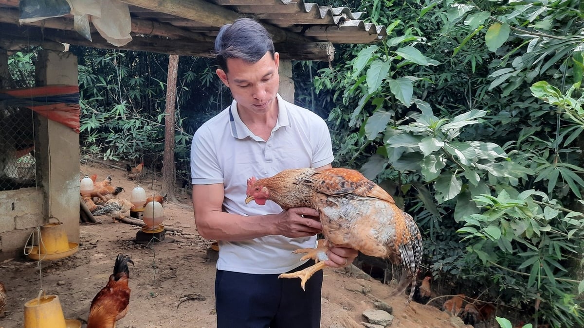 Anh Lý Đức Bảo là một trong nhiều hộ chăn nuôi làm giàu từ gà Tiên Yên. Ảnh: Nguyễn Thành. Anh Lý Đức Bảo là một trong nhiều hộ chăn nuôi làm giàu từ gà Tiên Yên. Ảnh: Nguyễn Thành.