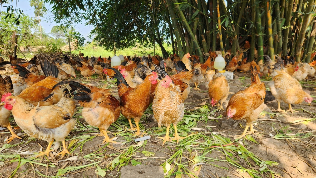 Gà Tiên Yên nổi tiếng với hương vị thơm ngon, lọt top 50 món ăn đặc sản Việt Nam. Ảnh: Nguyễn Thành. Gà Tiên Yên nổi tiếng với hương vị thơm ngon, lọt top 50 món ăn đặc sản Việt Nam. Ảnh: Nguyễn Thành.