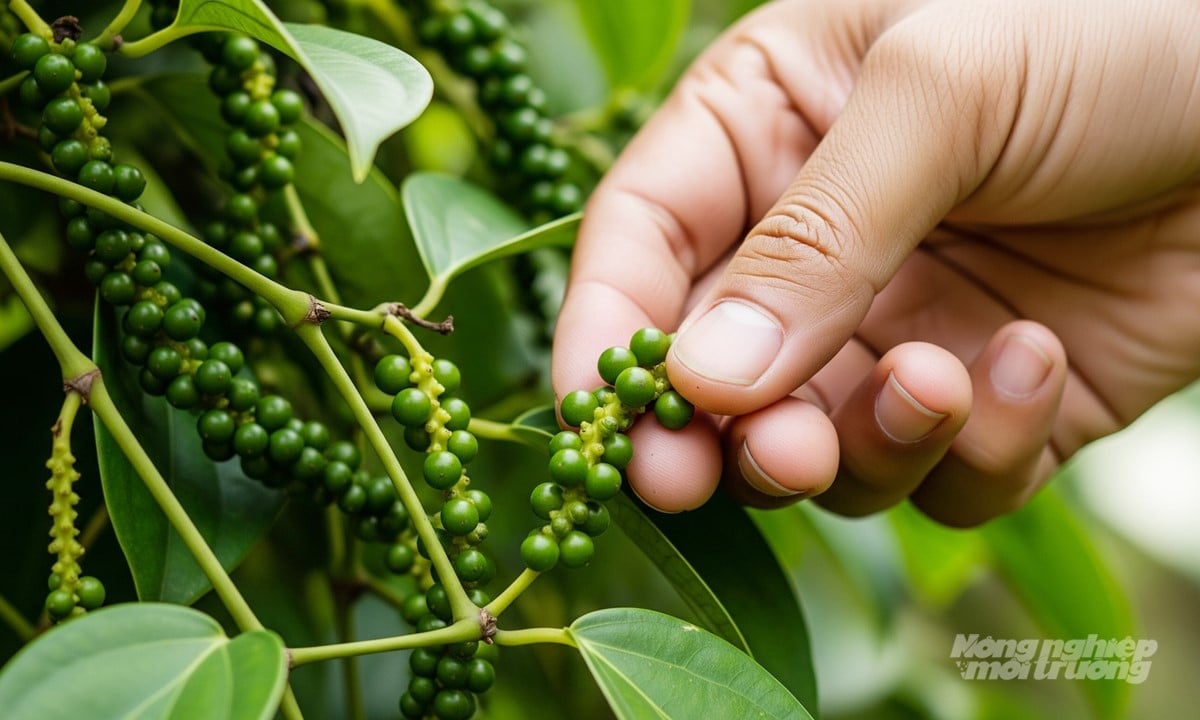 Giá tiêu hôm nay 28/8/2025 ở trong nước và thế giới mới nhất Giá tiêu hôm nay 28/8/2025 ở trong nước và thế giới mới nhất