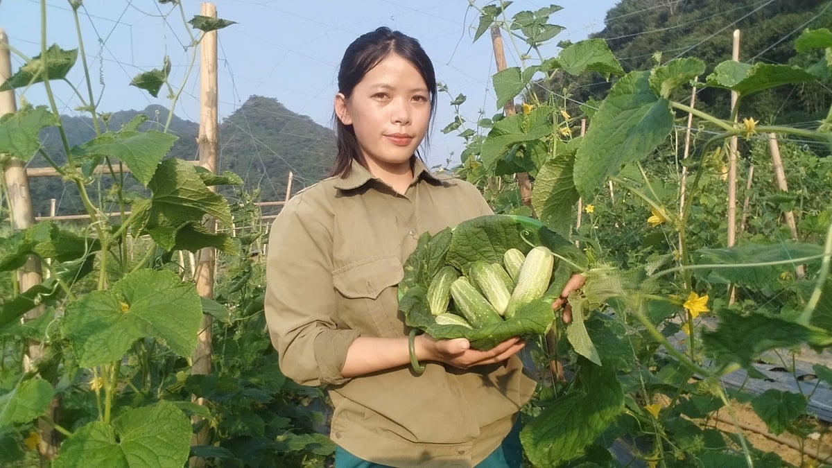 Trương Thị Hiên Hiên là tổ trưởng tổ sản xuất rau màu hữu cơ Cẩm Bộ. Ảnh: Quốc Toản. 