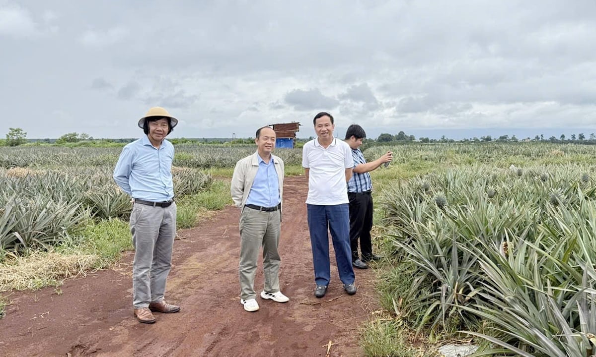 Anh Đinh Cao Khuê, Phạm Quốc Liêm bên đồi dứa.