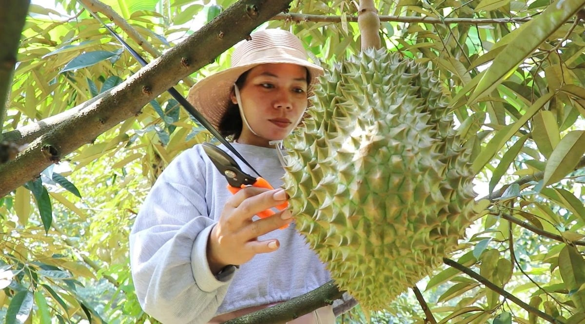 Những năm qua, các tỉnh vùng Tây Nguyên đã đẩy mạnh cấp mã số vùng trồng, xây dựng cơ sở đóng gói đạt chuẩn, đồng thời tuyên truyền nông dân tuân thủ quy trình kỹ thuật canh tác sầu riêng an toàn. Ảnh: Phương Chi. Những năm qua, các tỉnh vùng Tây Nguyên đã đẩy mạnh cấp mã số vùng trồng, xây dựng cơ sở đóng gói đạt chuẩn, đồng thời tuyên truyền nông dân tuân thủ quy trình kỹ thuật canh tác sầu riêng an toàn. Ảnh: Phương Chi.