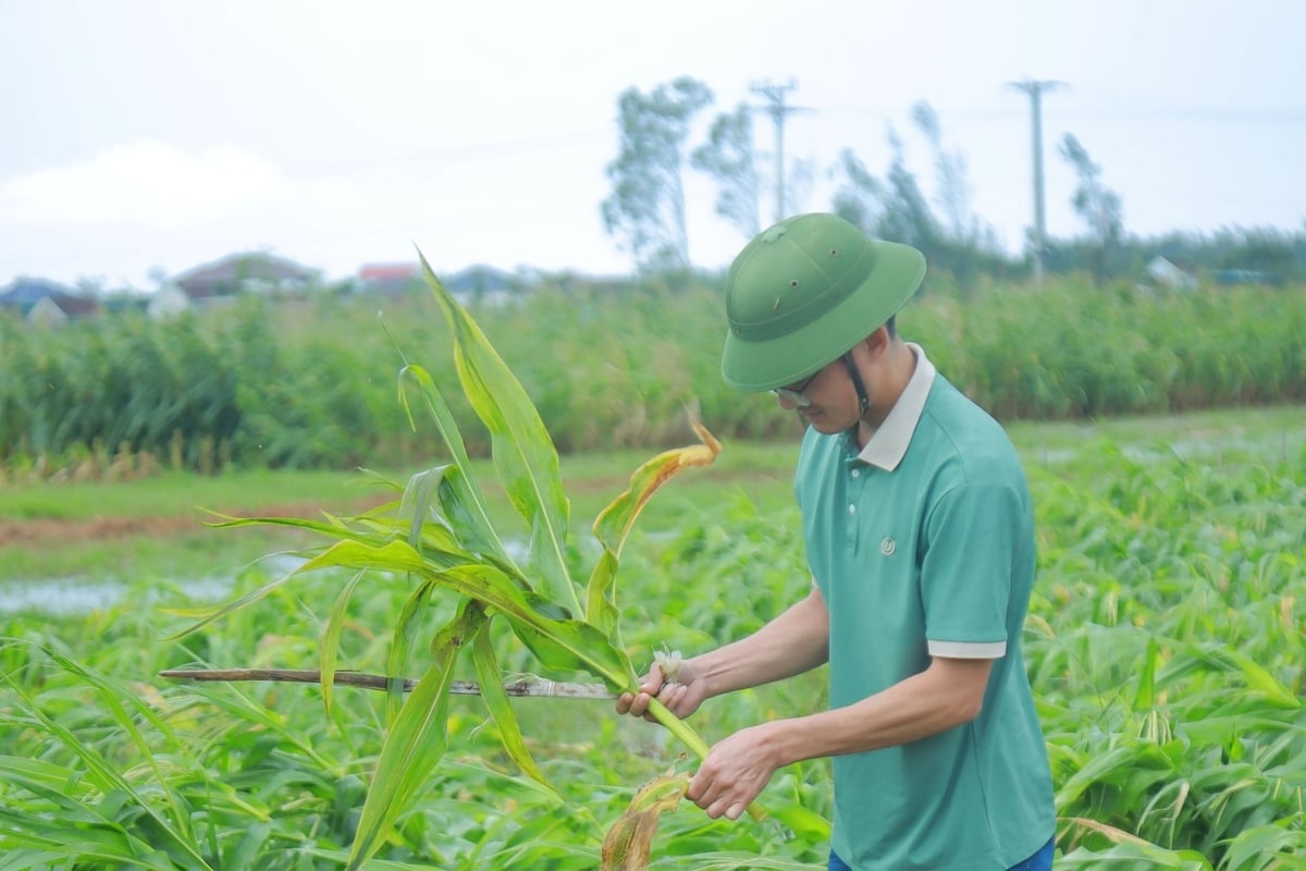 Nhiều diện tích ngô tại xã An Châu (tỉnh Nghệ An) bị ngập, hư hại. Ảnh: Ngọc Linh. Nhiều diện tích ngô tại xã An Châu (tỉnh Nghệ An) bị ngập, hư hại. Ảnh: Ngọc Linh.