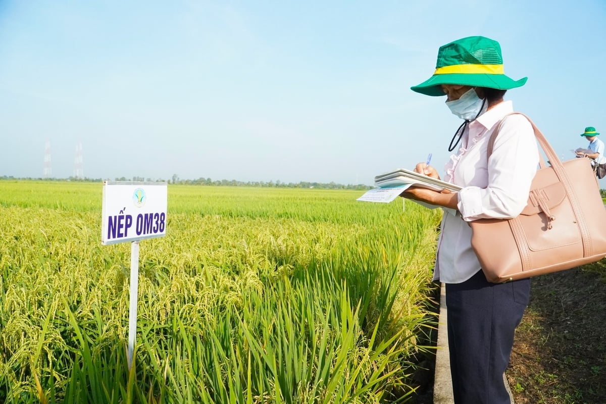 Để đáp ứng yêu cầu phát triển mới, phải tái cấu trúc hệ thống khuyến nông theo hướng chuyên sâu, chuyên nghiệp, chú trọng đào tạo kỹ năng phát triển cộng đồng. Ảnh: Kim Anh. Để đáp ứng yêu cầu phát triển mới, phải tái cấu trúc hệ thống khuyến nông theo hướng chuyên sâu, chuyên nghiệp, chú trọng đào tạo kỹ năng phát triển cộng đồng. Ảnh: Kim Anh.