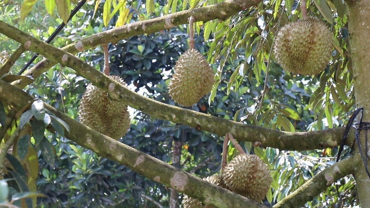 Dak Lak develops a 'green lane' durian export chain from farm to table to meet the strict requirements of international markets. Photo: Phuong Chi.