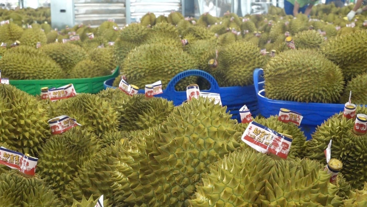 Export durian prices in Central Highlands have started to rise again, with farm-gate prices for grade 1 (export quality) ranging from VND 75,000 to VND 80,000 per kilogram. Photo: Phuong Chi.