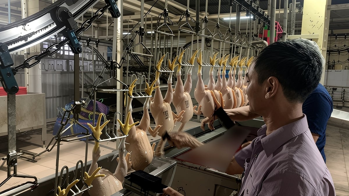Cán bộ thú y đang đóng dấu kiểm dịch cho gà trước khi xuất ra thị trường. Ảnh: Hồ Thảo. Cán bộ thú y đang đóng dấu kiểm dịch cho gà trước khi xuất ra thị trường. Ảnh: Hồ Thảo.