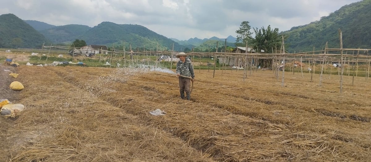 Thành viên của tổ sản xuất chuẩn bị cho vụ rau mới. Ảnh: Quốc Toản. 