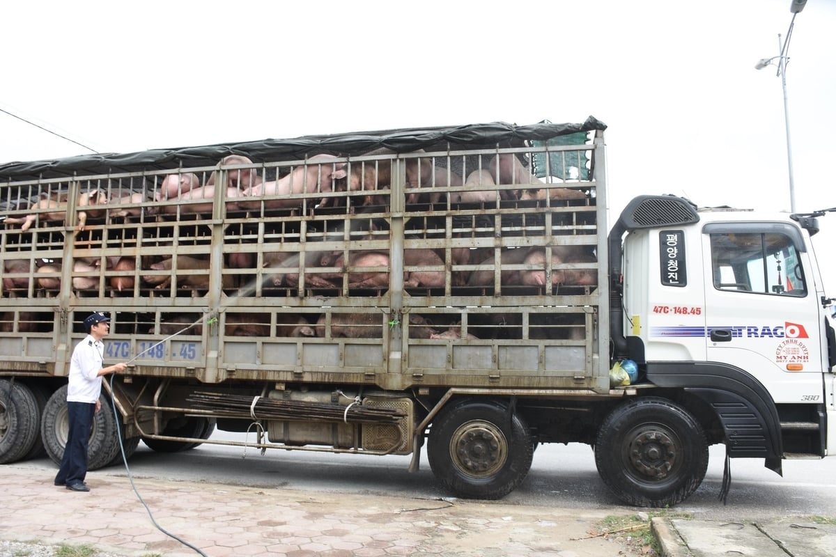 Trước khi vận chuyển động vật ra khỏi địa bàn cấp tỉnh chủ hàng phải đăng ký kiểm dịch với cơ quan kiểm dịch động vật nội địa. Ảnh: Thanh Yên. Trước khi vận chuyển động vật ra khỏi địa bàn cấp tỉnh chủ hàng phải đăng ký kiểm dịch với cơ quan kiểm dịch động vật nội địa. Ảnh: Thanh Yên.
