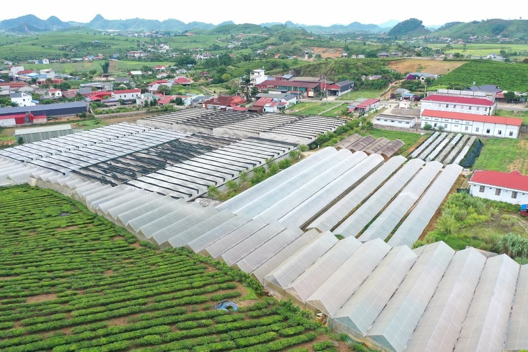 Nhà màng ngày càng được nông dân Sơn La đầu tư hiện đại với hệ thống cắt nắng, thiết bị đo dinh dưỡng... Ảnh: Đức Bình. Nhà màng ngày càng được nông dân Sơn La đầu tư hiện đại với hệ thống cắt nắng, thiết bị đo dinh dưỡng... Ảnh: Đức Bình.