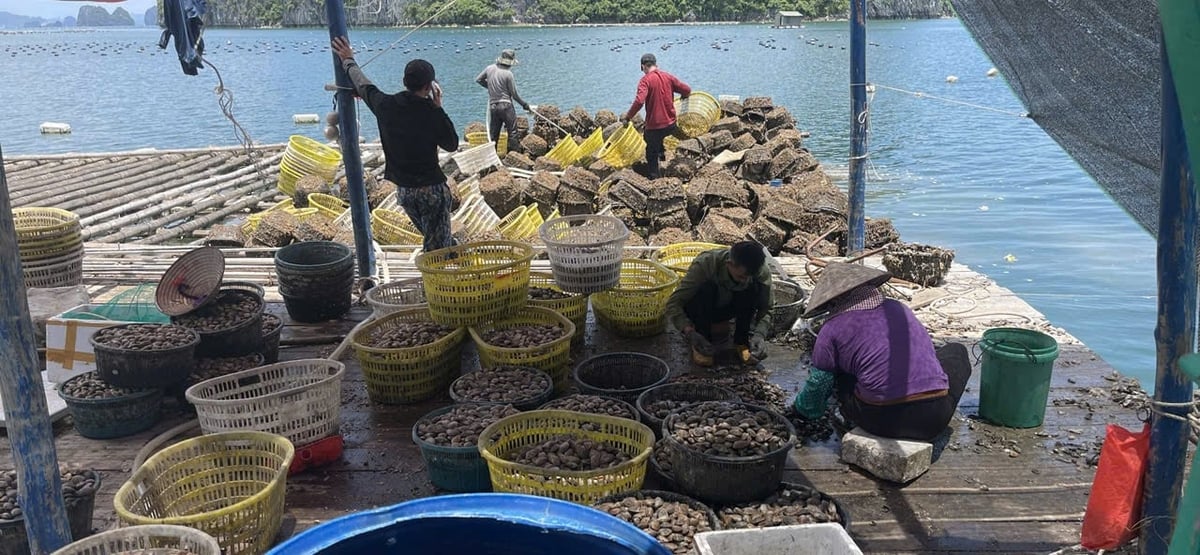 Thu hoạch nhuyễn thể. Ảnh: Nhân vật cung cấp. Thu hoạch nhuyễn thể. Ảnh: Nhân vật cung cấp.