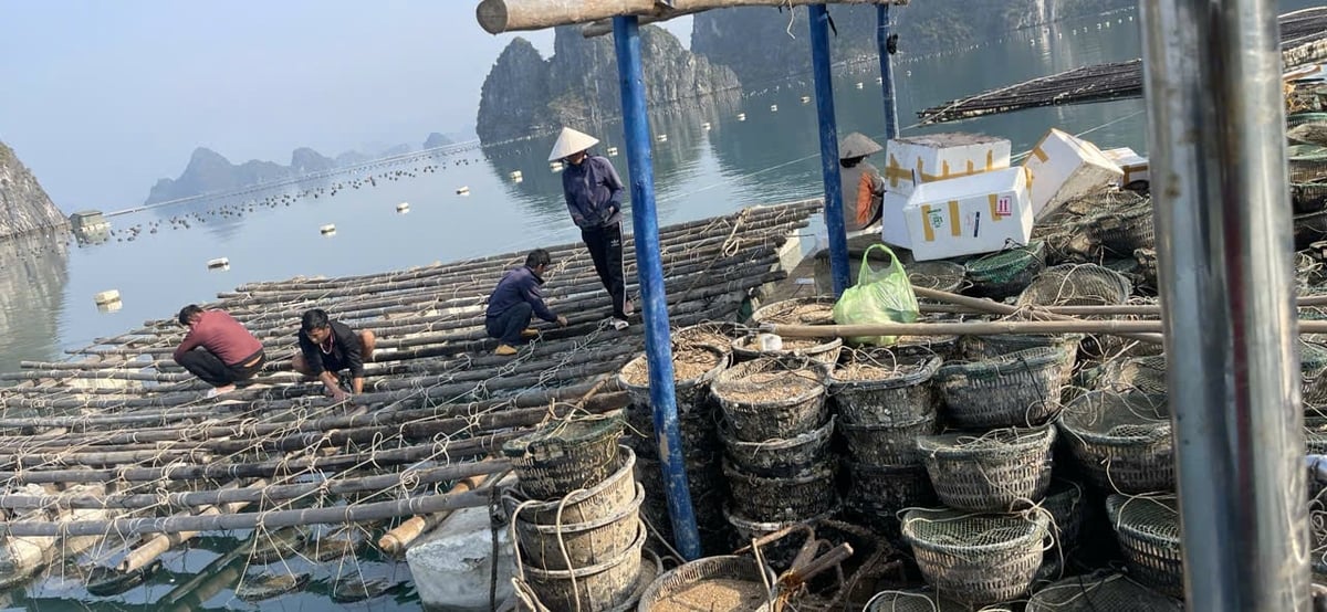 Nuôi kiểu treo giúp nhuyễn thể nhanh lớn hơn. Ảnh: ĐT. Nuôi kiểu treo giúp nhuyễn thể nhanh lớn hơn. Ảnh: ĐT.
