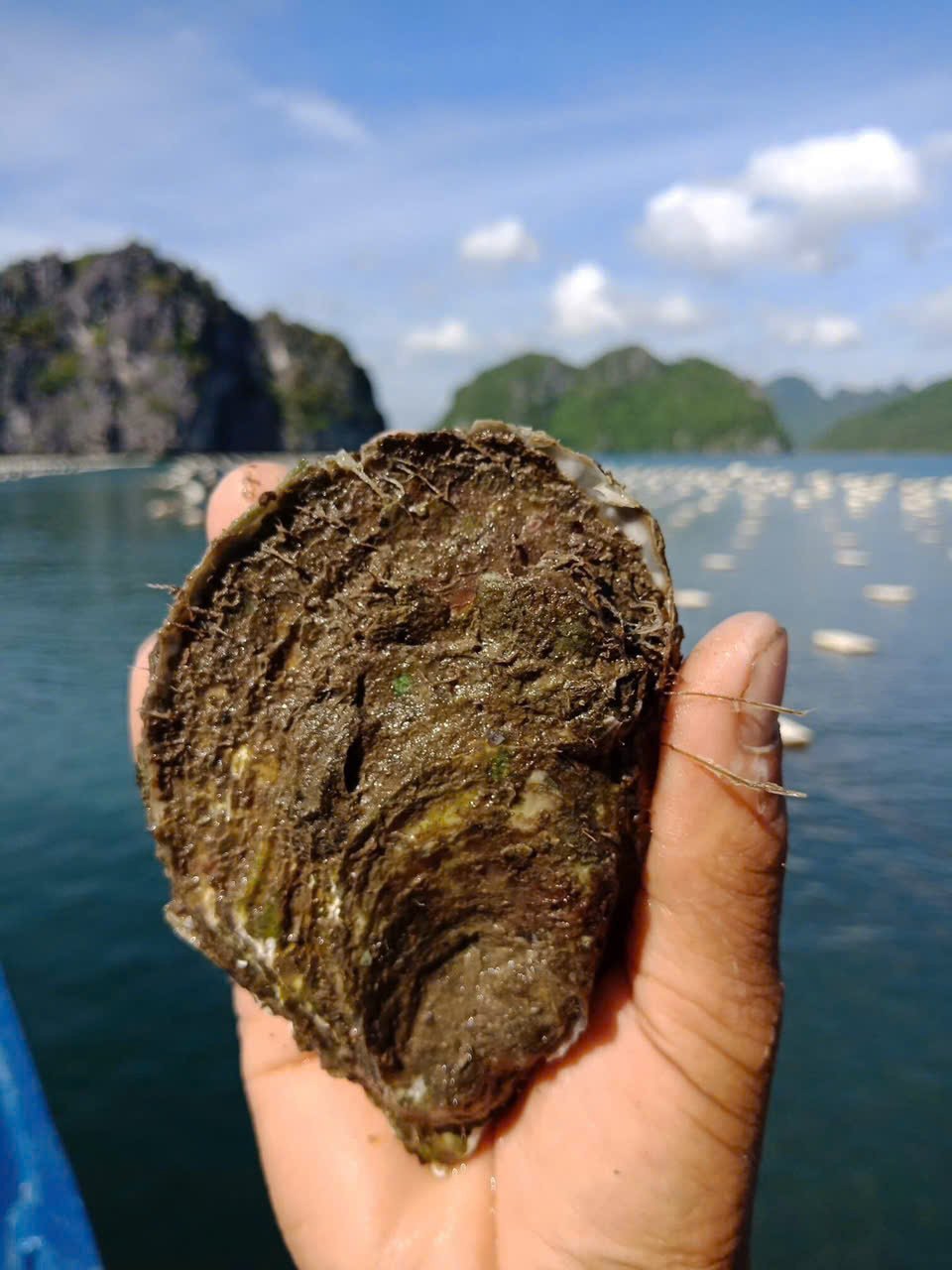 Cận cảnh hàu nuôi. Ảnh: Nhân vật cung cấp. Cận cảnh hàu nuôi. Ảnh: Nhân vật cung cấp.