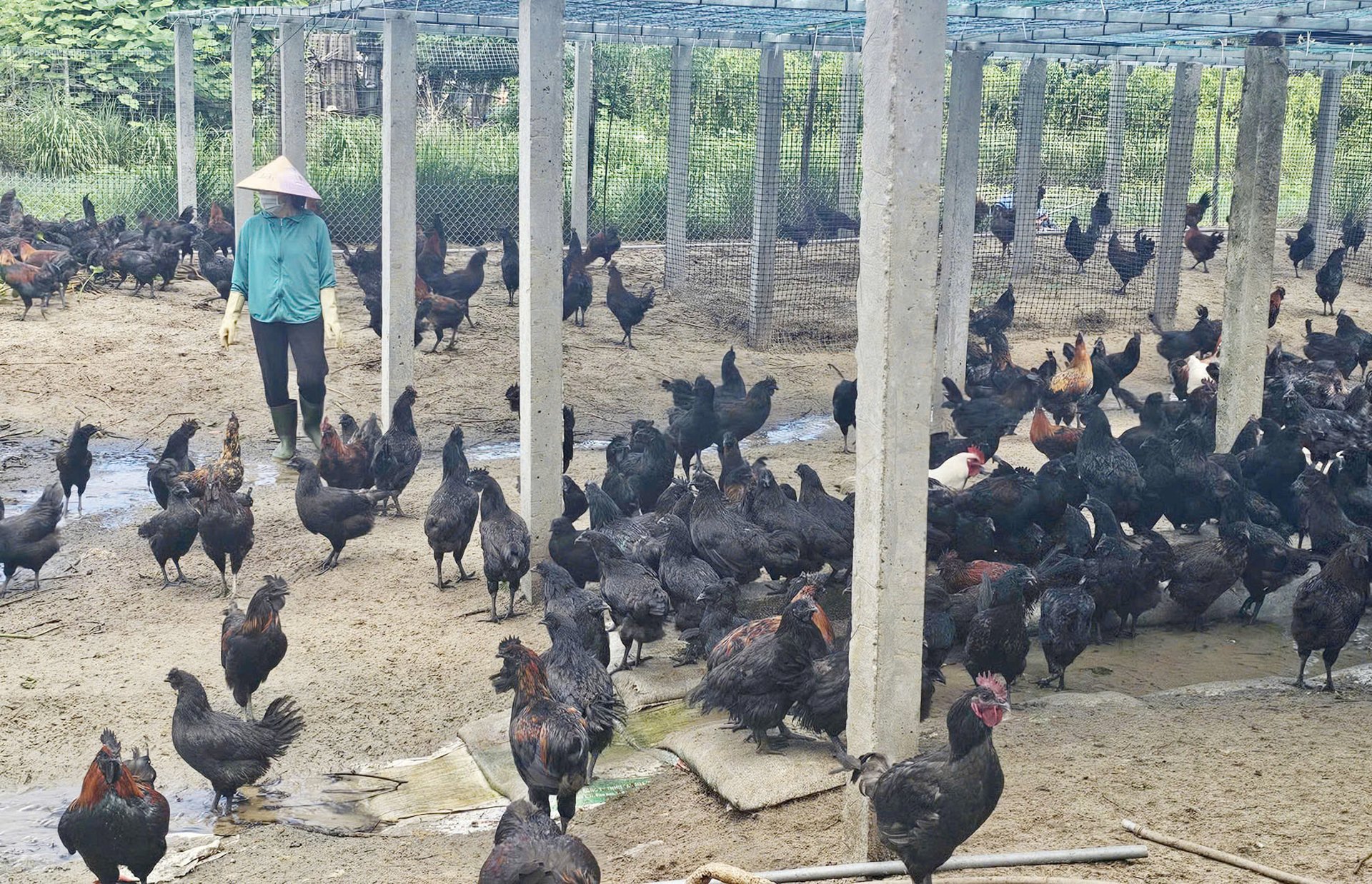 Mô hình nuôi gà H’Mông trên vùng cát xã Quảng Ninh (Quảng Trị). Ảnh: T. Phùng. Mô hình nuôi gà H’Mông trên vùng cát xã Quảng Ninh (Quảng Trị). Ảnh: T. Phùng.