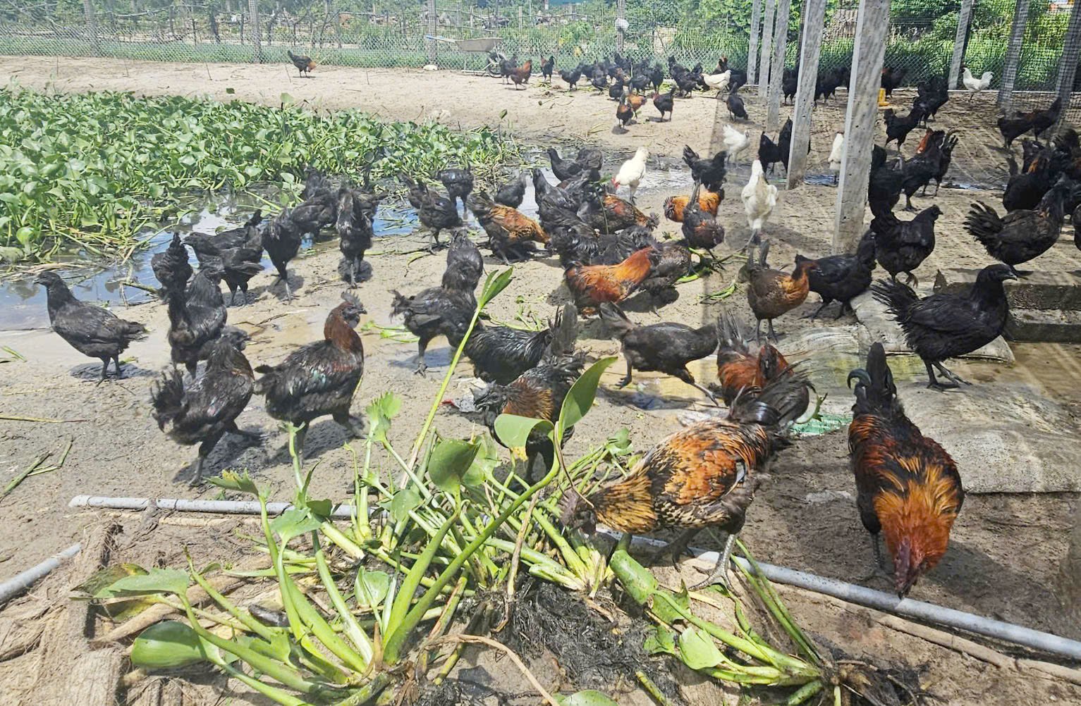 Gà trưởng thành cho ăn thêm thức ăn phụ phẩm nông nghiệp, rau màu trồng trong vườn gia đình. Ảnh: T. Phùng. Gà trưởng thành cho ăn thêm thức ăn phụ phẩm nông nghiệp, rau màu trồng trong vườn gia đình. Ảnh: T. Phùng.