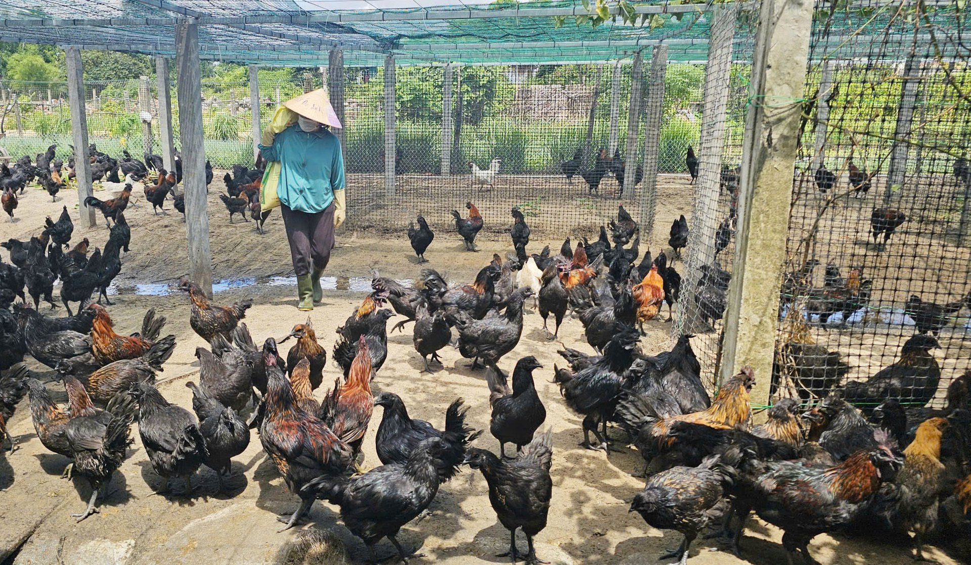 Hiệu quả kinh tế cao mở ra hướng đi mới trong chăn nuôi gia cầm trên vùng cát. Ảnh: T. Phùng. Hiệu quả kinh tế cao mở ra hướng đi mới trong chăn nuôi gia cầm trên vùng cát. Ảnh: T. Phùng.