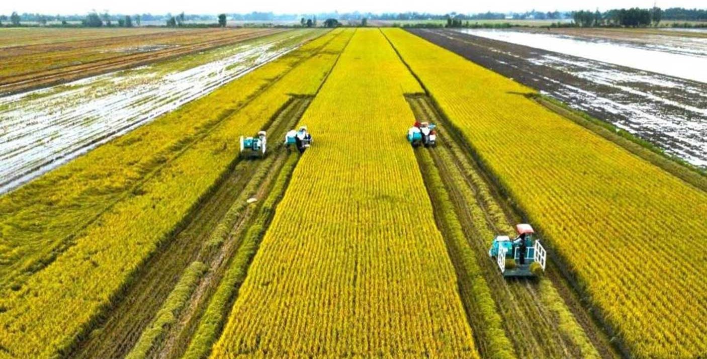 Harvesting high-quality rice using low-emission cultivation practices in Can Tho. Photo: Ta Quang.