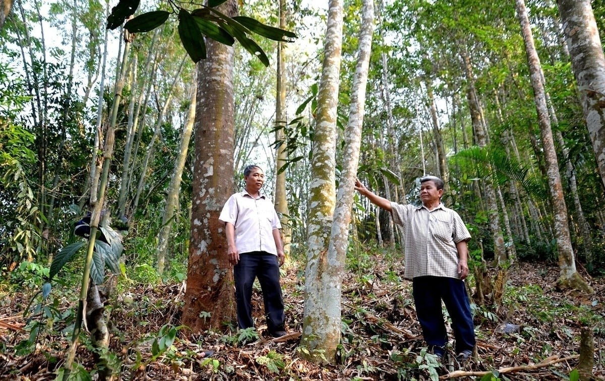 The movement of large timber forest planting has been accelerated across many localities. Photo: Bich Hop.