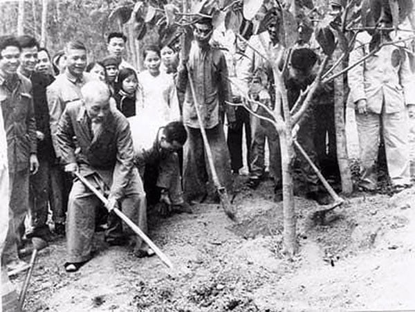 President Ho Chi Minh planted a banyan tree in Vat Lai commune, former Ba Vi district, in early 1969. Photo: TL.