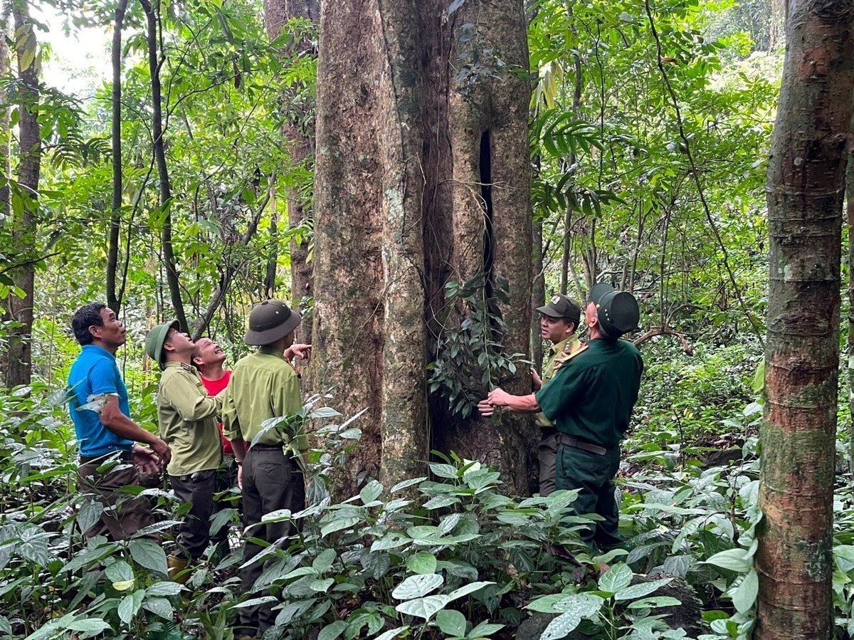 From planted forests, Vietnamese wood reaches out to the world. Photo: Tung Dinh.