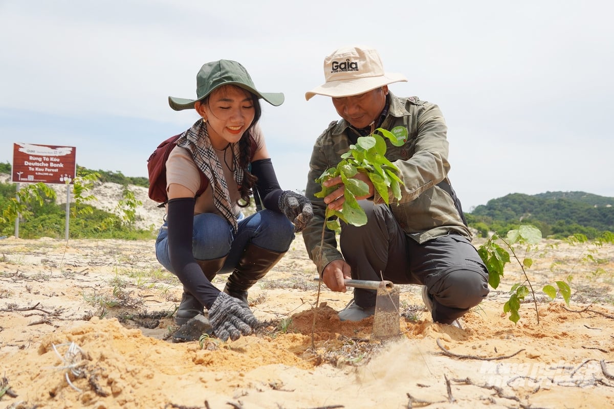 Hoạt động trồng cây tại các khu rừng đặc dụng trên cả nước đang được nhiều doanh nghiệp lựa chọn, góp phần tạo lá chắn phòng, chống thiên tai và đảm bảo mục tiêu phát triển bền vững. Ảnh: Nguyễn Thủy. Hoạt động trồng cây tại các khu rừng đặc dụng trên cả nước đang được nhiều doanh nghiệp lựa chọn, góp phần tạo lá chắn phòng, chống thiên tai và đảm bảo mục tiêu phát triển bền vững. Ảnh: Nguyễn Thủy.