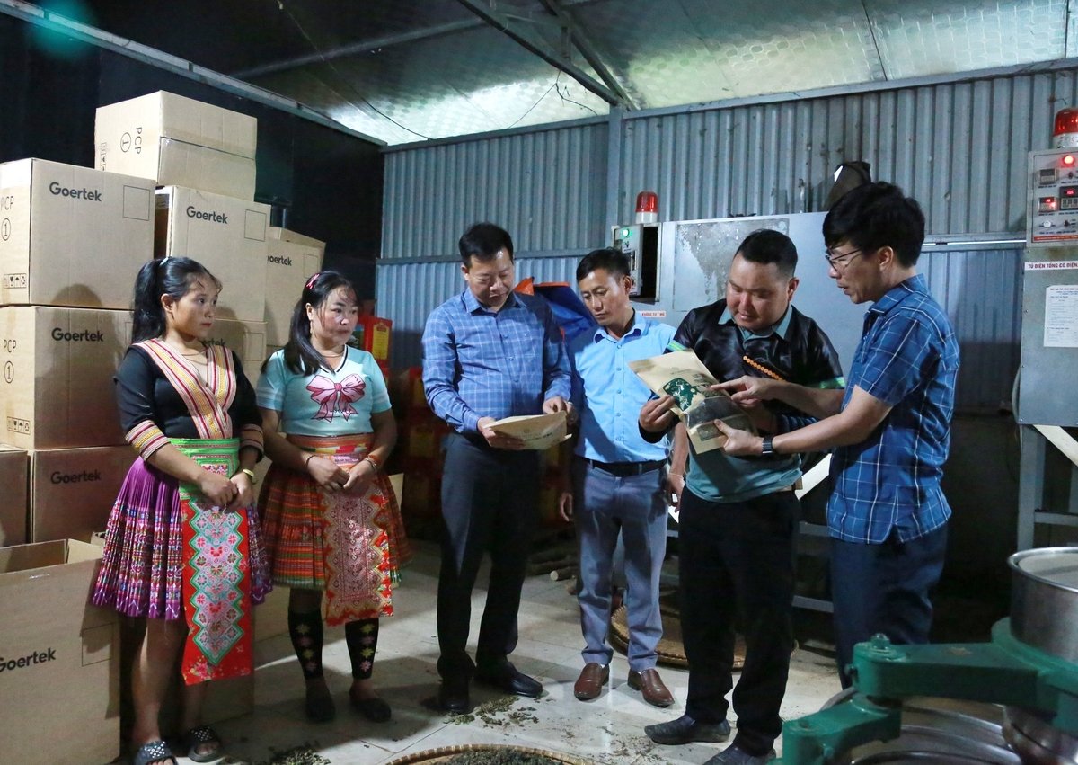 Nhiều sản phẩm của Hợp tác xã Trà Shan Tuyết Phình Hồ đã được đưa ra thị trường, đáp ứng đa dạng nhu cầu của người tiêu dùng trong nước và quốc tế. Ảnh: Thanh Ngà. Nhiều sản phẩm của Hợp tác xã Trà Shan Tuyết Phình Hồ đã được đưa ra thị trường, đáp ứng đa dạng nhu cầu của người tiêu dùng trong nước và quốc tế. Ảnh: Thanh Ngà.