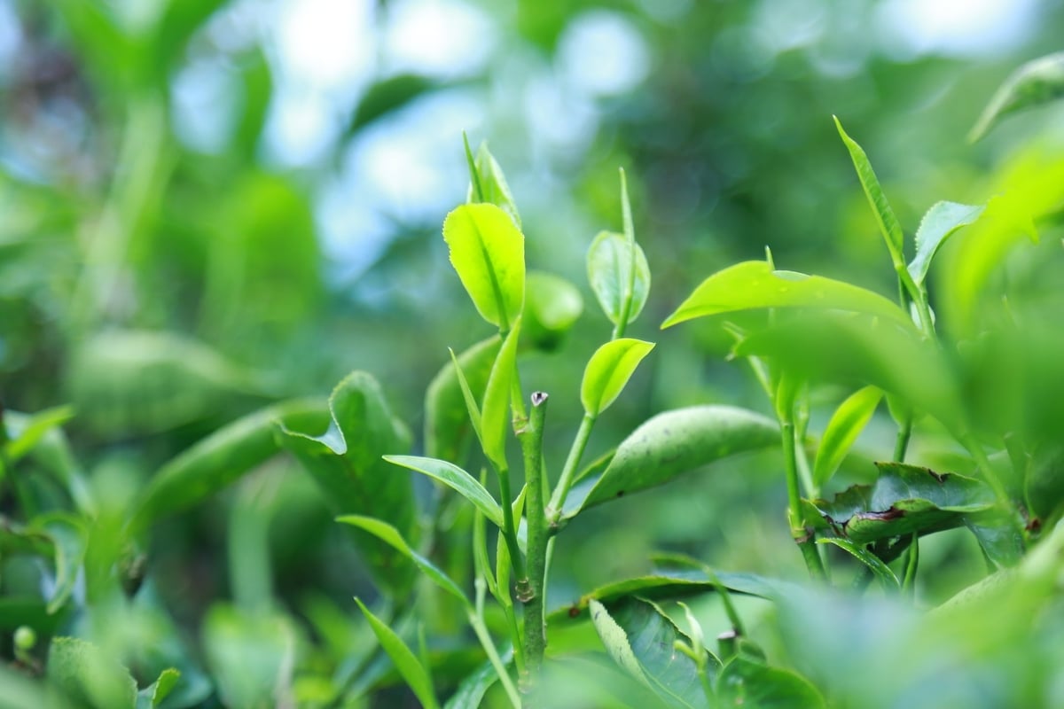 Mỗi năm xã thu hoạch khoảng 500 tấn chè búp tươi, trong đó 385 tấn là búp chè chất lượng cao, được tuyển chọn kỹ lưỡng để phục vụ chế biến trà đặc sản. Ảnh: Thanh Ngà. Mỗi năm xã thu hoạch khoảng 500 tấn chè búp tươi, trong đó 385 tấn là búp chè chất lượng cao, được tuyển chọn kỹ lưỡng để phục vụ chế biến trà đặc sản. Ảnh: Thanh Ngà.