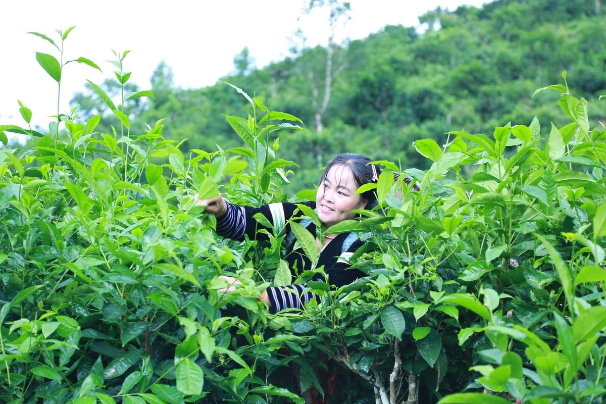 Chè Shan Tuyết cổ thụ mọc tự nhiên, thân to, có cây cao tới 8 đến 10 mét nên việc thu hái cũng gặp nhiều khó khăn. Ảnh: Thanh Ngà. Chè Shan Tuyết cổ thụ mọc tự nhiên, thân to, có cây cao tới 8 đến 10 mét nên việc thu hái cũng gặp nhiều khó khăn. Ảnh: Thanh Ngà.