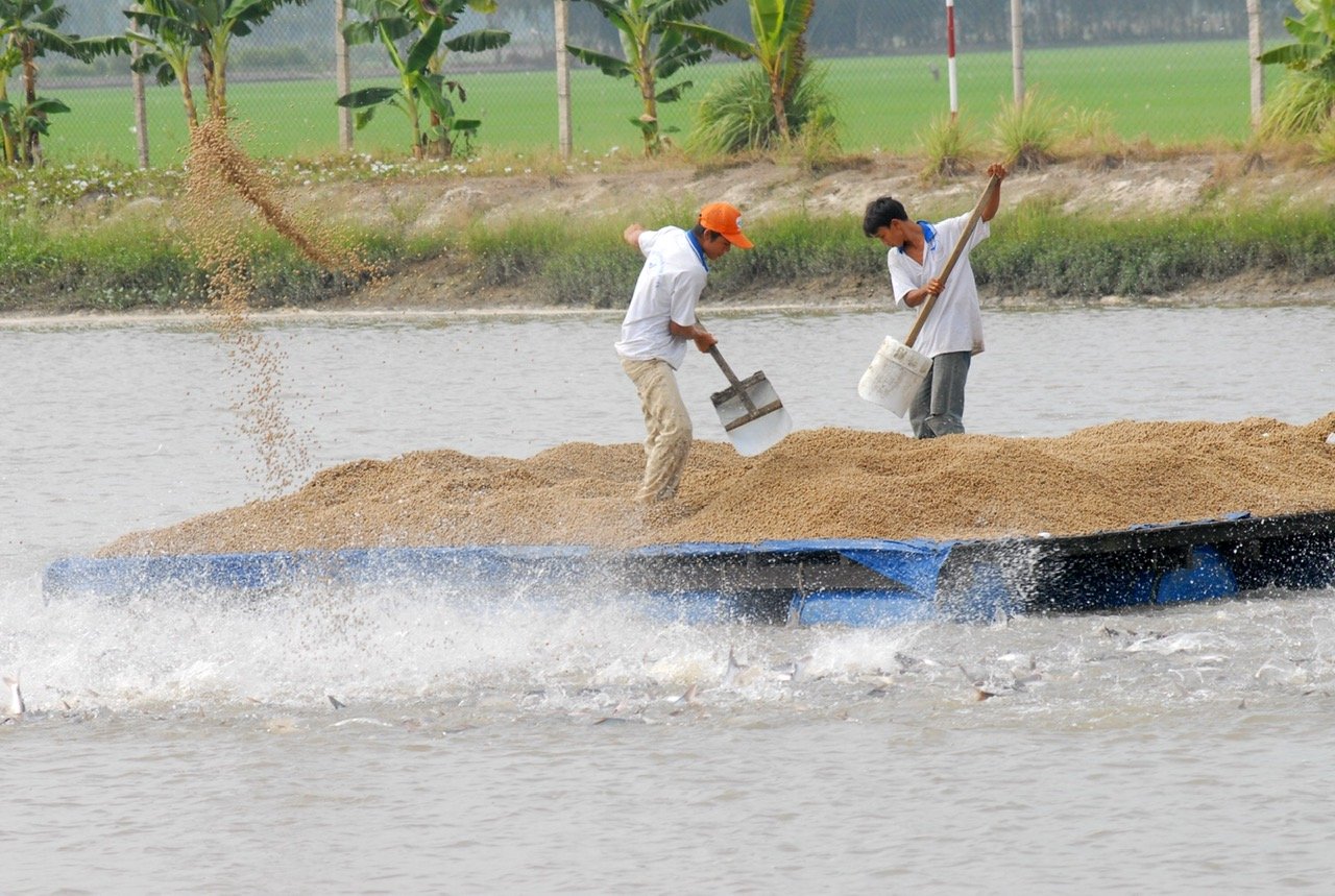 Ngành thủy sản được đánh giá là ngành chịu tác động mạnh mẽ của ô nhiễm môi trường. Ảnh: Hoàng Vũ. Ngành thủy sản được đánh giá là ngành chịu tác động mạnh mẽ của ô nhiễm môi trường. Ảnh: Hoàng Vũ.