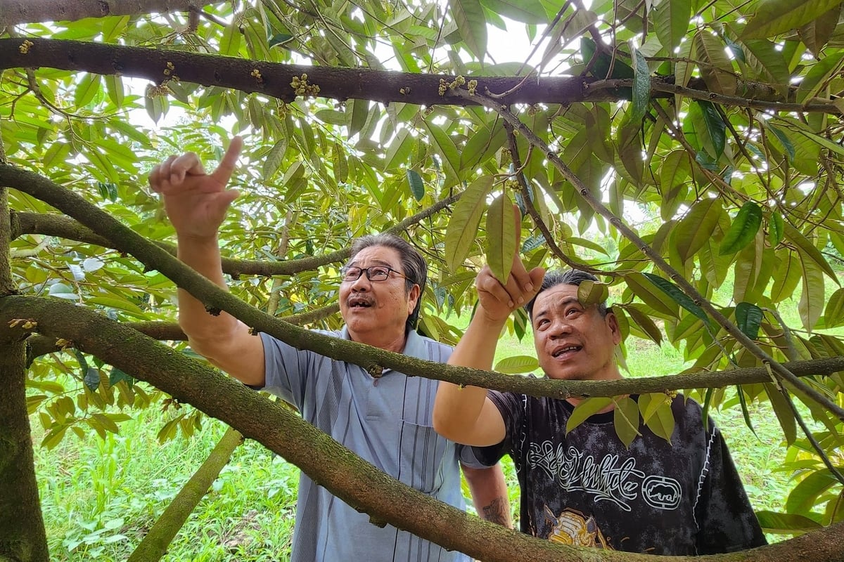 Trồng sầu riêng vụ nghịch không thể chỉ dựa vào một kỹ thuật riêng lẻ mà cần áp dụng đồng bộ nhiều biện pháp. Ảnh: Kim Anh. Trồng sầu riêng vụ nghịch không thể chỉ dựa vào một kỹ thuật riêng lẻ mà cần áp dụng đồng bộ nhiều biện pháp. Ảnh: Kim Anh.