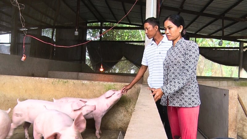 Ông Châu Xuyên ở ấp 5, xã Xà Phiên, thành phố Cần Thơ thoát nghèo từ nuôi lợn và lươn trên bể bạt không bùn. Ảnh. Văn Vũ. Ông Châu Xuyên ở ấp 5, xã Xà Phiên, thành phố Cần Thơ thoát nghèo từ nuôi lợn và lươn trên bể bạt không bùn. Ảnh. Văn Vũ.