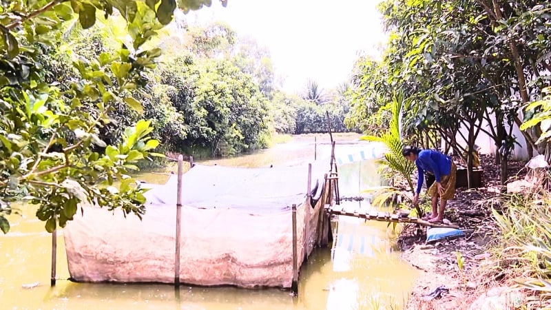 Bà Danh Thị Oanh, xã Cờ Đỏ, thành phố Cần Thơ vươn lên thoát nghèo nhờ vay vốn ưu đãi, chăn nuôi ếch thương phẩm. Ảnh: Văn Vũ. Bà Danh Thị Oanh, xã Cờ Đỏ, thành phố Cần Thơ vươn lên thoát nghèo nhờ vay vốn ưu đãi, chăn nuôi ếch thương phẩm. Ảnh: Văn Vũ.