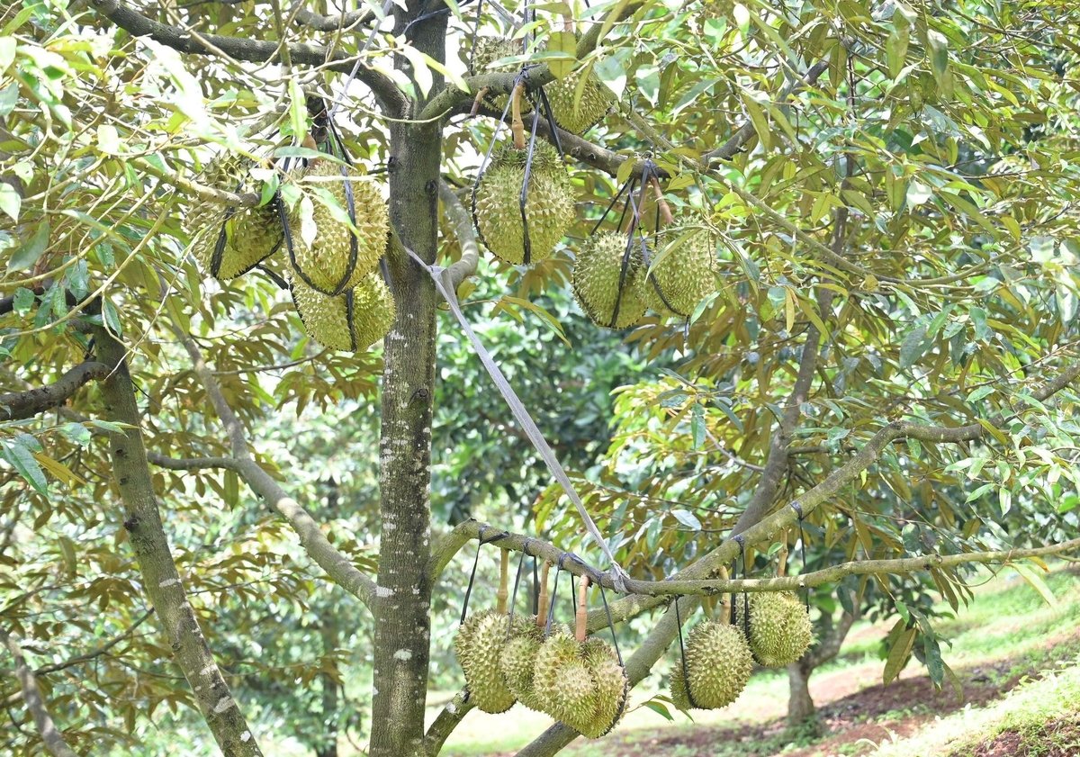 TS Đinh Văn Phê (WASI) cho rằng, muốn phát triển nông nghiệp an toàn, cần bắt đầu từ cơ sở pháp lý, quy trình canh tác và hệ thống hồ sơ ghi chép chặt chẽ. Ảnh: Phạm Hoài.