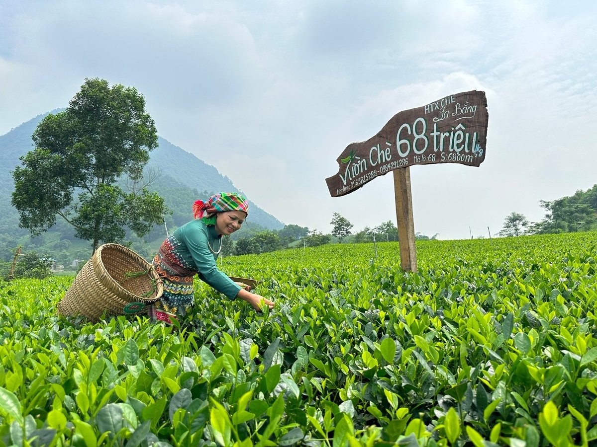 Người trồng chè ở Thái Nguyên ngày càng chú trọng đến chất lượng sản phẩm. Ảnh: Ngọc Tú. Người trồng chè ở Thái Nguyên ngày càng chú trọng đến chất lượng sản phẩm. Ảnh: Ngọc Tú.