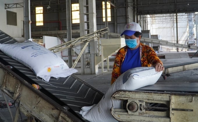 Công nhân kiểm tra bao gạo trước khi đưa lên băng chuyền phục vụ đơn hàng xuất khẩu. Ảnh: Kim Anh. Công nhân kiểm tra bao gạo trước khi đưa lên băng chuyền phục vụ đơn hàng xuất khẩu. Ảnh: Kim Anh.