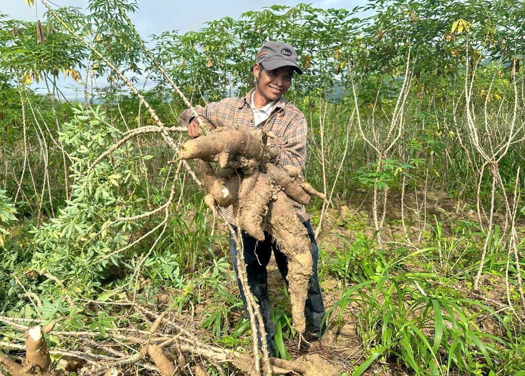 Nông dân thu hoạch sắn ở Tây Nguyên. Ảnh: Thanh Sơn.