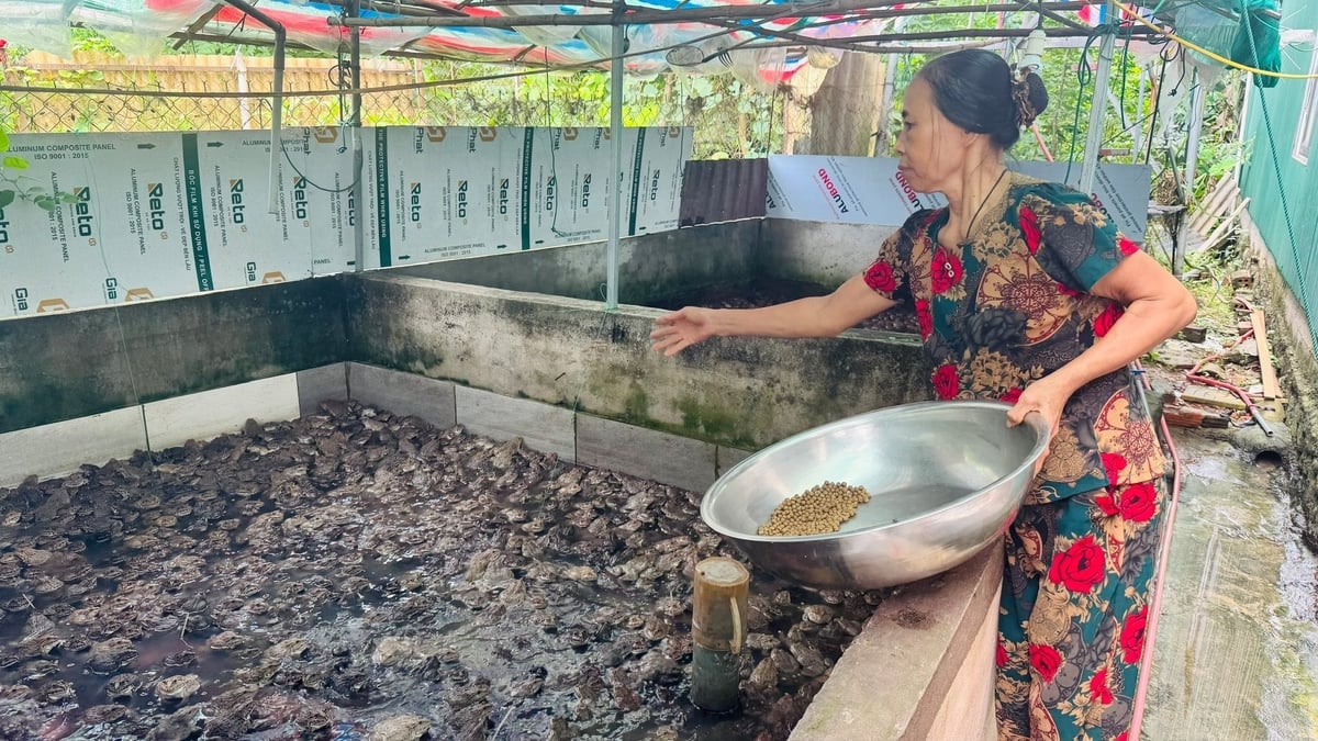 Nhờ linh hoạt chuyển đổi từ chăn nuôi lợn nông hộ gặp nhiều rủi ro dịch bệnh sang nuôi thủy sản, nhiều hộ dân đã có thu nhập cao và ổn định. Ánh Nguyệt. Nhờ linh hoạt chuyển đổi từ chăn nuôi lợn nông hộ gặp nhiều rủi ro dịch bệnh sang nuôi thủy sản, nhiều hộ dân đã có thu nhập cao và ổn định. Ánh Nguyệt.