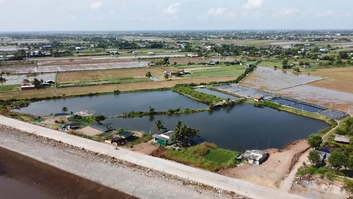 The Mekong Delta’s irrigation system is shifting toward a smart, multi-purpose model, optimizing saline, brackish, and fresh water resources for agricultural production and aquaculture. Photo: Dong Thai.