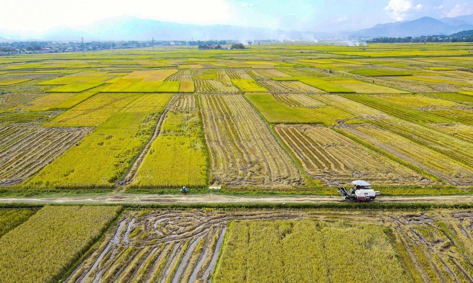 Mùa vàng trên cánh đồng Mường Thanh. Ảnh: Xuân Tư. Mùa vàng trên cánh đồng Mường Thanh. Ảnh: Xuân Tư.