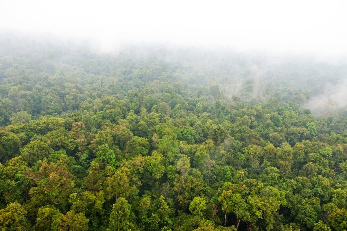 Khói mù do cháy rừng bao phủ một khu rừng ở Riau, Indonesia. Ảnh: Aulia Erlangga/CIFOR qua Flickr. Khói mù do cháy rừng bao phủ một khu rừng ở Riau, Indonesia. Ảnh: Aulia Erlangga/CIFOR qua Flickr.