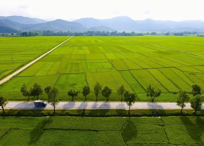 Cánh đồng Mường Thanh. Ảnh: Trần Hương. Cánh đồng Mường Thanh. Ảnh: Trần Hương.