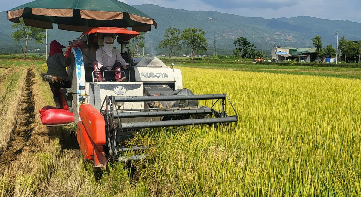 Cơ giới hóa trong sản xuất lúa ở cánh đồng Mường Thanh. Ảnh: Hoàng Châu. Cơ giới hóa trong sản xuất lúa ở cánh đồng Mường Thanh. Ảnh: Hoàng Châu.