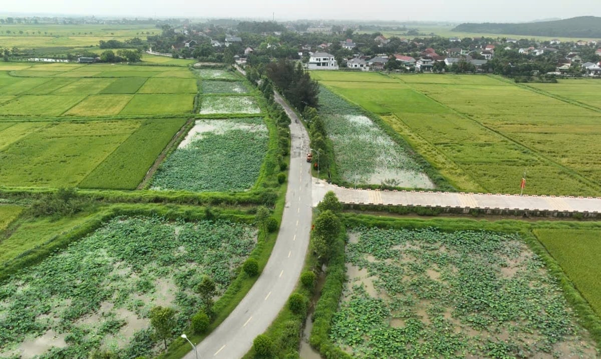 Hai bên đường vào xã Kim Liên là những ao sen. Ảnh: Đình Tiệp.