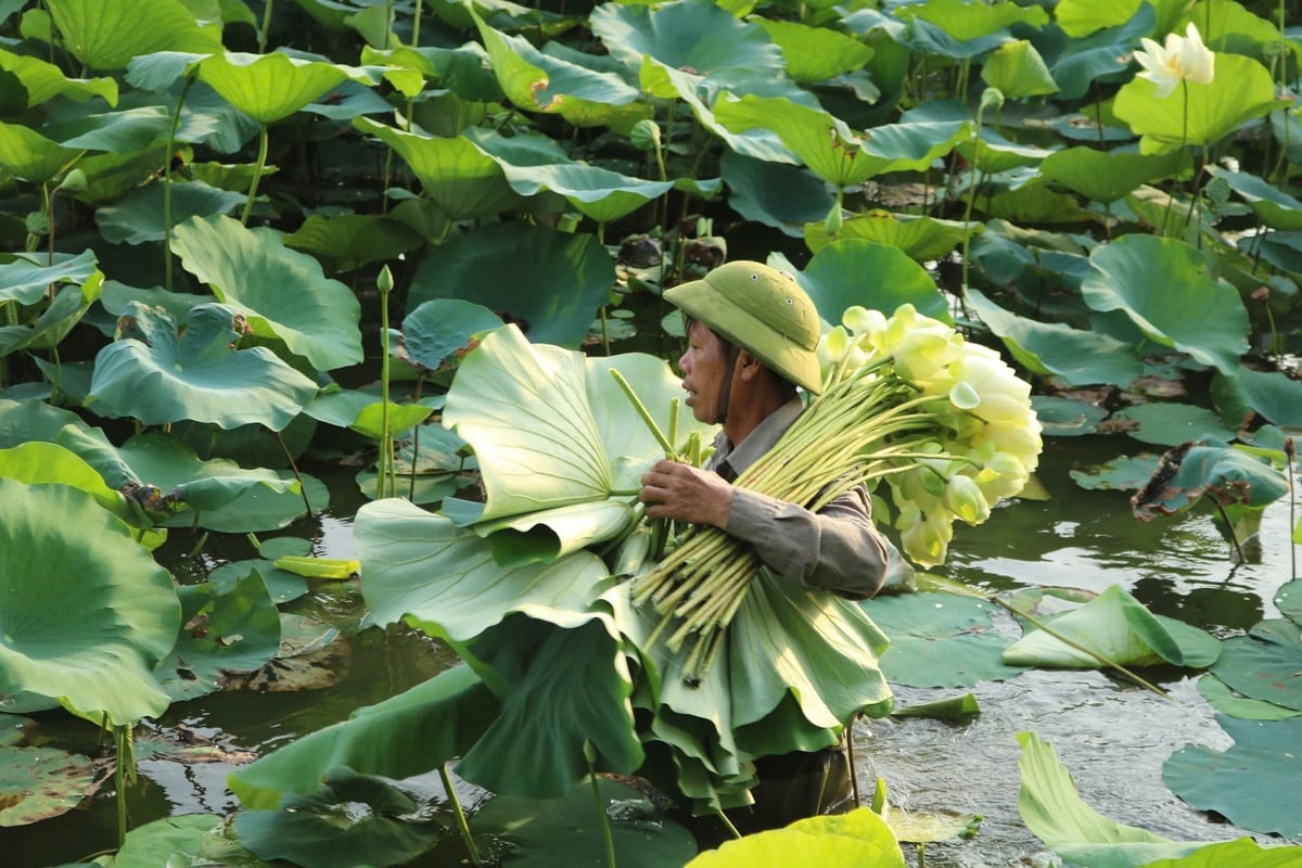 Người nông dân xã Kim Liên thu hoạch sen. Ảnh: Kim Tiến.